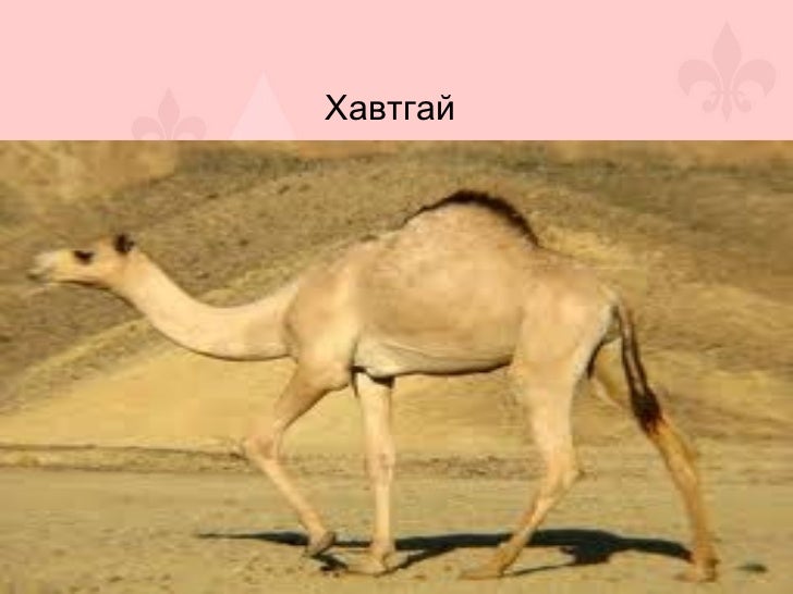 монгол орны нэн ховор амьтад