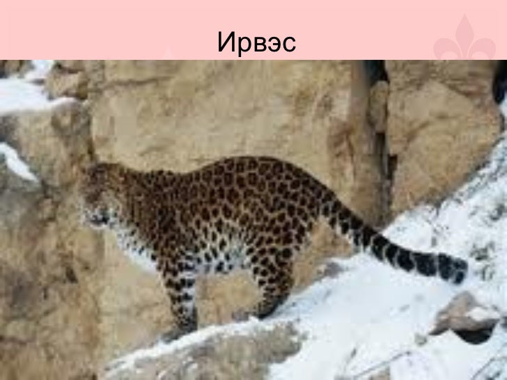 монгол орны нэн ховор амьтад
