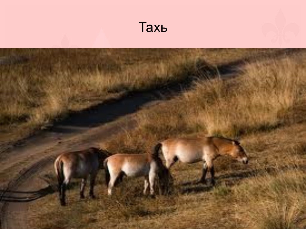 монгол орны нэн ховор амьтад