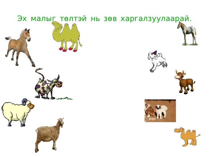 таван хошуу мал