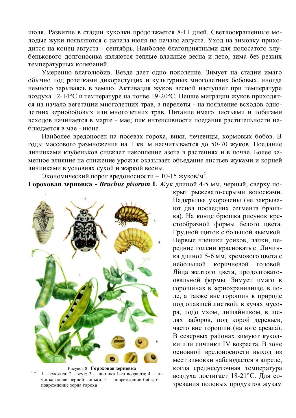 горох