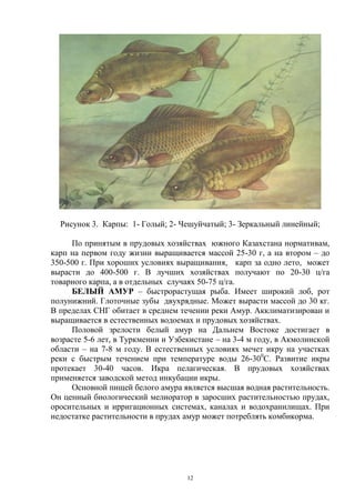 Рисунок 3. Карпы: 1- Голый; 2- Чешуйчатый; 3- Зеркальный линейный;

     По принятым в прудовых хозяйствах южного Казахстана нормативам,
карп на первом году жизни выращивается массой 25-30 г, а на втором – до
350-500 г. При хороших условиях выращивания, карп за одно лето, может
вырасти до 400-500 г. В лучших хозяйствах получают по 20-30 ц/га
товарного карпа, а в отдельных случаях 50-75 ц/га.
     БЕЛЫЙ АМУР – быстрорастущая рыба. Имеет широкий лоб, рот
полунижний. Глоточные зубы двухрядные. Может вырасти массой до 30 кг.
В пределах СНГ обитает в среднем течении реки Амур. Акклиматизирован и
выращивается в естественных водоемах и прудовых хозяйствах.
     Половой зрелости белый амур на Дальнем Востоке достигает в
возрасте 5-6 лет, в Туркмении и Узбекистане – на 3-4 м году, в Акмолинской
области – на 7-8 м году. В естественных условиях мечет икру на участках
реки с быстрым течением при температуре воды 26-300С. Развитие икры
протекает 30-40 часов. Икра пелагическая. В прудовых хозяйствах
применяется заводской метод инкубации икры.
     Основной пищей белого амура является высшая водная растительность.
Он ценный биологический мелиоратор в заросших растительностью прудах,
оросительных и ирригационных системах, каналах и водохранилищах. При
недостатке растительности в прудах амур может потреблять комбикорма.




                                    12
 