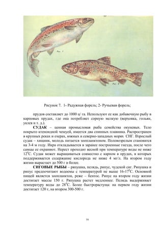 Рисунок 7. 1- Радужная форель; 2- Ручьевая форель;

      прудов составляет до 1000 ц/ га. Используют ее как добавочную рыбу в
карповых прудах, где она потребляет сорную мелкую (верховка, гольян,
уклея и т. д.).
      СУДАК – ценная промысловая рыба семейства окуневых. Тело
покрыто ктеноидной чешуей, имеется два спинных плавника. Распространен
в крупных реках и озерах, южных и северно-западных морях СНГ. Взрослый
судак – хищник, молодь питается зоопланктоном. Половозрелым становится
на 3-4 м году. Икра откладывается в заранее построенные гнезда, после чего
самцы ее охраняют. Нерест проходит весной при температуре воды не ниже
120С. Судак может выращиваться совместно с карпом в прудах, в которых
поддерживается содержание кислорода не ниже 4 мг/л. На втором году
жизни вырастает до 500 г и более.
      СИГОВЫЕ РЫБЫ – ряпушка, пелядь, рипус, чудской сиг. Ряпушка и
рипус предпочитают водоемы с температурой не выше 16-170С. Основной
пищей является зоопланктон, реже – бентос. Рипус на втором году жизни
достигает массы 150 г. Ряпушка растет медленнее. Пелядь выдерживает
температуру воды до 280С. Более быстрорастуща: на первом году жизни
достигает 120 г, на втором 300-500 г.




                                    16
 