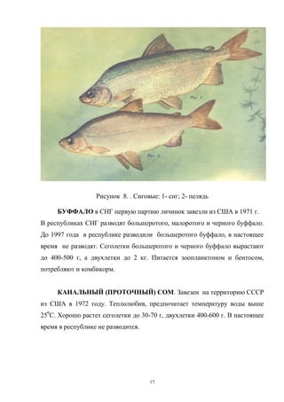 Рисунок 8. . Сиговые: 1- сиг; 2- пелядь

     БУФФАЛО в СНГ первую партию личинок завезли из США в 1971 г.
В республиках СНГ разводят большеротого, малоротого и черного буффало.
До 1997 года в республике разводили большеротого буффало, в настоящее
время не разводят. Сеголетки большеротого и черного буффало вырастают
до 400-500 г, а двухлетки до 2 кг. Питается зоопланктоном и бентосом,
потребляют и комбикорм.


     КАНАЛЬНЫЙ (ПРОТОЧНЫЙ) СОМ. Завезен на территорию СССР
из США в 1972 году. Теплолюбив, предпочитает температуру воды выше
250С. Хорошо растет сеголетки до 30-70 г, двухлетки 400-600 г. В настоящее
время в республике не разводится.




                                    17
 