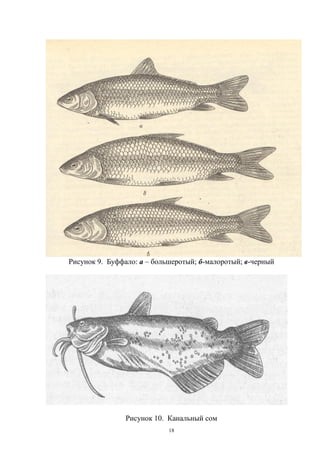 Рисунок 9. Буффало: а – большеротый; б-малоротый; в-черный




                Рисунок 10. Канальный сом
                            18
 