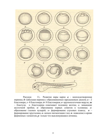 Рисунок        11. Развитие икры карпа: а – неоплодотворенная
икринка; б- набухшая икринка с образовавшимся зародышевым диском; в – 2
бластомера; г- 4 бластомера; д- 8 бластомеров; е- крупноклеточная морула; ж
– бластула; з- бластодерма охватывает половину желтка; и- замыкание
желточной пробки; к- образование первых сомитов в туловище; л-
образование глазных пузырей; м- формирование слуховых плакод; н –
формирование хрусталика; о- начало пигментации глаз; п- появление в крови
форменных элементов; р- только что выклюнувшаяся личинка;




                                    22
 