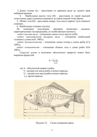 3. Длина головы (lс) – расстояние от вершины рыла до заднего края
жаберной крышки.
      4.   Наибольшая высота тела (Н) – расстояние от самой высокой
точки спины перед спинным плавником до самой нижней точки брюха.
   5. Обхват тела (О) – расстояние вокруг тела около первого луча спинного
плавника.
   6. Наибольшая толщина тела (m).
   На    основании      полученных     промеров     вычисляют     индексы,
характеризующие экстерьер рыбы, ее хозяйственную ценность:
   индекс высоты тела - отношение длины тела к высоте (в/Н);
   индекс относительной толщины тела – отношение наибольшей
толщины к длине (m/b. 100%);
   индекс большеголовости – отношение длины головы к длине рыбы (С/в
100%),
   индекс компактности – отношение обхвата тела к длине рыбы (О/в
100%).
      Скорость роста в величинах абсолютного прироста может быть
выражена формулой:

                                 А = U1-U,
                                      t1-t

     где A – абсолютный прирост рыбы;
         U - размер или масса рыбы в начале периода;
         U1 - размер или масса рыбы в конце периода;
          t1,t- время периода.




                     Рисунок 12 . Схема измерения карпа:


                                    27
 