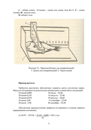 L – общяя длина; «l малая» - длина или длина тела без С; C - длина
головы; H - высота тела;
     O -обхват тела;




                Рисунок 13. Приспособление для измерения рыб:
                  1- Доска для измерения рыб; 2- Треугольник




     Пример расчета:

     Требуется рассчитать абсолютную скорость роста сеголетков карпа.
Масса их (в граммах) по результатам контрольных уловов была следующей:
     10 июня-0,008                   30 июля – 10,40
     20 июня-0,145                   14 августа – 15,80
     30 июня-0,870                   29 августа – 20,60
     10 июля-2,96                    13 сентября – 23,40
     20 июля –5,96                  28 сентября – 25,20

     Абсолютные среднесуточные приросты (в граммах) в течение периода
выращивания составляют:

     А (10.IV – 20.VI) = 0,145 – 0,008 = 0,01 г/сут
                              10

                                      28
 