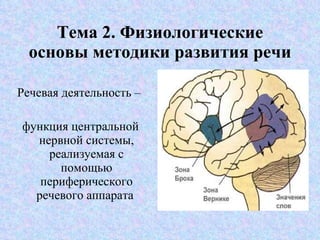 Тема 2. Физиологические основы методики развития речи   Речевая деятельность –  функция центральной нервной системы, реализуемая с помощью периферического речевого аппарата  