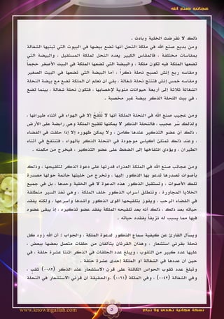 ‫عجائب صنع اهلل‬




                                                  ‫ذلك ال نقرضت الخلية وبادت .‬
  ‫ومن بديع صنع اهلل في ملكة النحل أنها تضع بيضها في البيوت التي تبنيها الشغالة‬
  ‫بمقاسات مختلفة ، فالمقاس الكبير يعده النحل لملكة المستقبل ، والبيضة التي‬
  ‫تضعها الملكة فيه تكون ملكة ، والبيضة التي تضعها الملكة في البيت األصغر حجما‬
  ‫ً‬
  ‫ومقاسه ربع إنش تصبح نحلة ذكراً ، أما البيضة التي تضعها في البيت الصغير‬
  ‫ومقاسه خمس إنش فتنتج نحلة شغالة ، بقي أن نعلم أن الملكة تضع مع بيضة النحلة‬
  ‫الشغالة ثالثة إلى أربعة حيوانات منوية إلخصابها ، فتكون نحلة شغالة ، بينما تضع‬
                                      ‫، في بيت النحلة الذكر بيضة غير مخصبة .‬


                                   ‫ُ ِّ ُ‬
  ‫ومن عجيب صنع اهلل في النحلة الملكة أنها ال تلقح إال في الهواء في أثناء طيرانها ،‬
  ‫ولذلك سر عجيب ، فالنحلة الذكر ال يمكنها تلقيح الملكة وهي رابضة على األرض‬ ‫ّ‬
  ‫، ذلك أن عضو التذكير عندها كامن ، وال يمكن ظهوره إال إذا حلقت في الفضاء‬
  ‫، وعند ذلك تمتلئ أكياس موجودة في النحلة الذكر بالهواء ، فتنتفخ في أثناء‬
     ‫الطيران ، ويؤدي انتفاخها إلى الضغط على عضو التذكير ، فيخرج من مكمنه .‬

  ‫ومن عجائب صنع اهلل في الملكة العذراء قدرتها على دعوة الذكر لتلقيحها ، وذلك‬
  ‫بأصوات تصدرها تدعو بها الذكور إليها ، وتخرج من خليتها حائمة حولها مصدرة‬
  ‫تلك األصوات ، وتستقبل الذكور هذه الدعوة ال في الخلية وحدها ، بل في جميع‬
  ‫الخاليا المجاورة ، وتنطلق أسراب الذكور خلف الملكة ، وهي تغذ السير منطلقة‬
  ‫في الفضاء الرحب ، ويفوز بتلقيحها أقوى الذكور وأشدها وأسرعها ، ولكنه يفقد‬
  ‫حياته بعد ذلك ، ذلك أنه بعد تلقيحه الملكة يفقد عضو تذكيره ، إذ يبقى عضوه‬
                                         ‫فيها مما يسبب له نزيفا يفقده حياته .‬
                                                        ‫ً‬

  ‫ويسأل القارئ عن كيفية سماع الذكور لدعوة الملكة ، والجواب : أن اهلل زود كل‬
  ‫نحلة بقرني استشعار ، وهذان القرنان يتألفان من حلقات متصل بعضها ببعض ،‬
  ‫عليها عدد كبير من الثقوب ، ويبلغ عدد الحلقات في الذكر اثنتا عشرة حلقة ، في‬
                          ‫حين أن عددها في الشغالة أو الملكة إحدى عشرة حلقة .‬
  ‫وتبلغ عدد ثقوب الحواس الكائنة على قرن االستشعار عند الذكر (2800) ثقب ،‬
    ‫ٍ‬
  ‫وفي الشغالة (2400) ، وفي الملكة (1600) .والحقيقة أن قرني االستشعار في النحلة‬




‫‪www.knowingallah.com‬‬                     ‫5‬              ‫نسخة مجانية تهدى وال تباع‬
 