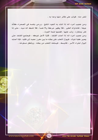 ‫عجائب صنع اهلل‬




                                      ‫تنفر منه ، فوثب على طائر منها وعدا به .‬

  ‫ومن عجيب أمره أنه إذا اشتد به الجوه انتفخ ، ورمى بنفسه في الصحراء كأنه‬
    ‫ّ‬
  ‫جيفة ، فتتداوله الطير ، فال يظهر حركة وال نفسا ، فال تشك أنه ميت ، حتى إذا‬
                                ‫ً‬
                                   ‫نقر بمنقاره ، وثب عليها ، فضمها ضمة الموت .‬
  ‫ومن عجيب أمره أنه إذا أصاب القنفذ ، قلبه ألجل شوكه ، فيجتمع القنفذ حتى‬
                                      ‫َ ََ ُ‬
  ‫يصير كبة شوك ، فيبول الثعلب على بطنه ما بين مغرز عجبه إلى فكيه ، فإذا أصابه‬
         ‫البول اعتراه األسر ، فانبسط ، فيسلخه الثعلب من بطنه ، ويأكل مسلوخه .‬




‫‪www.knowingallah.com‬‬                  ‫42‬             ‫نسخة مجانية تهدى وال تباع‬
 