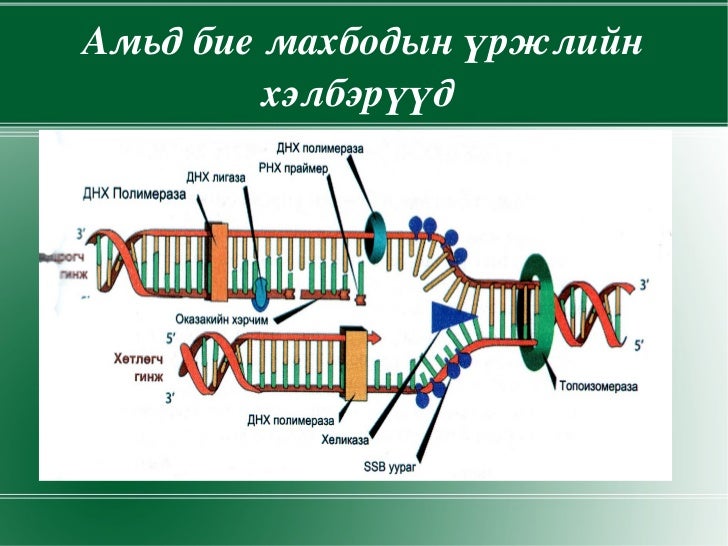 амьд биеийн үржил хэрэглэгдэхүүн
