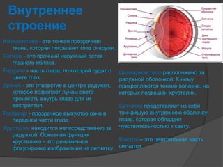 глаз – бесценный дар природы | PPT
