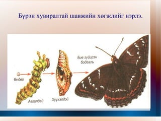 Бүрэн хувиралтай шавжийн хөгжлийг нэрлэ. 