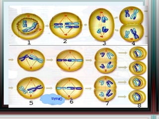 Хуваагдлын явц 