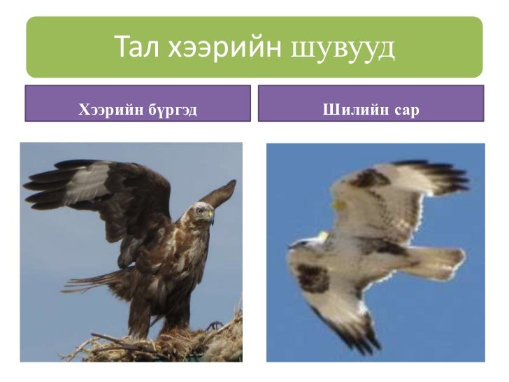 тал хээрийн амьтад