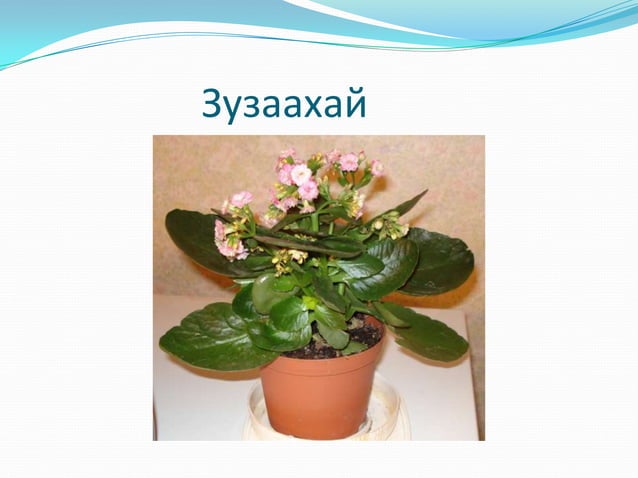цэцэг арчлах арга