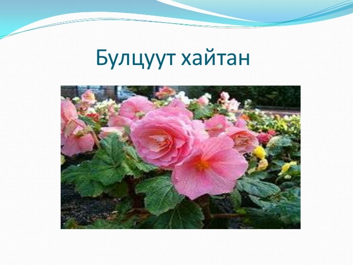 цэцэг арчлах сургалт