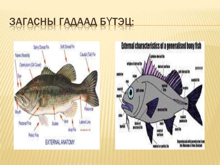загасны үзүүлэн
