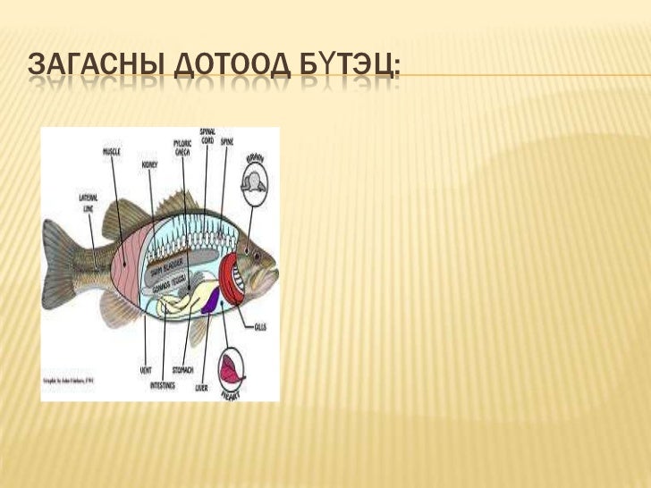 загасны үзүүлэн