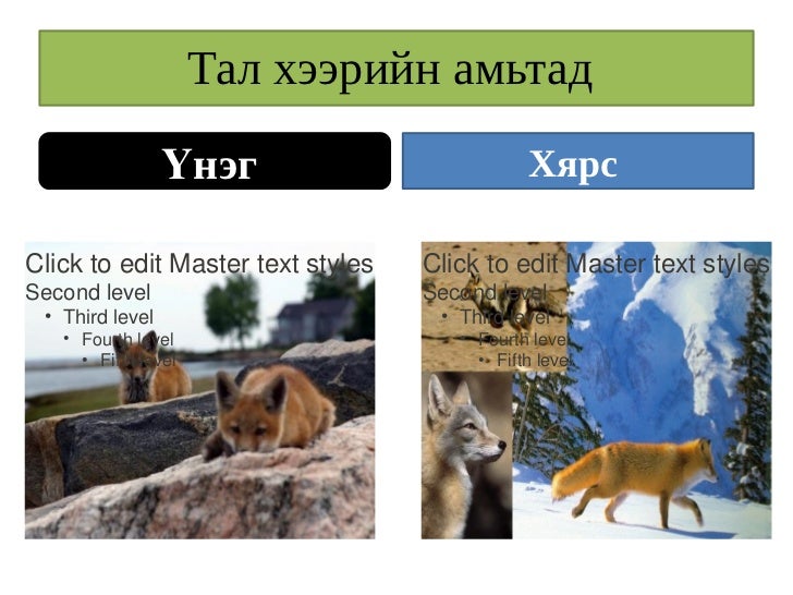 тал хээрийн амьтад