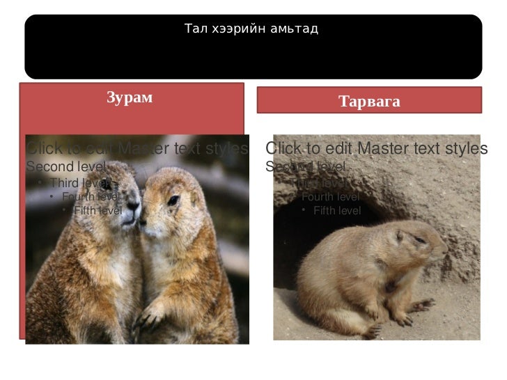 тал хээрийн амьтад