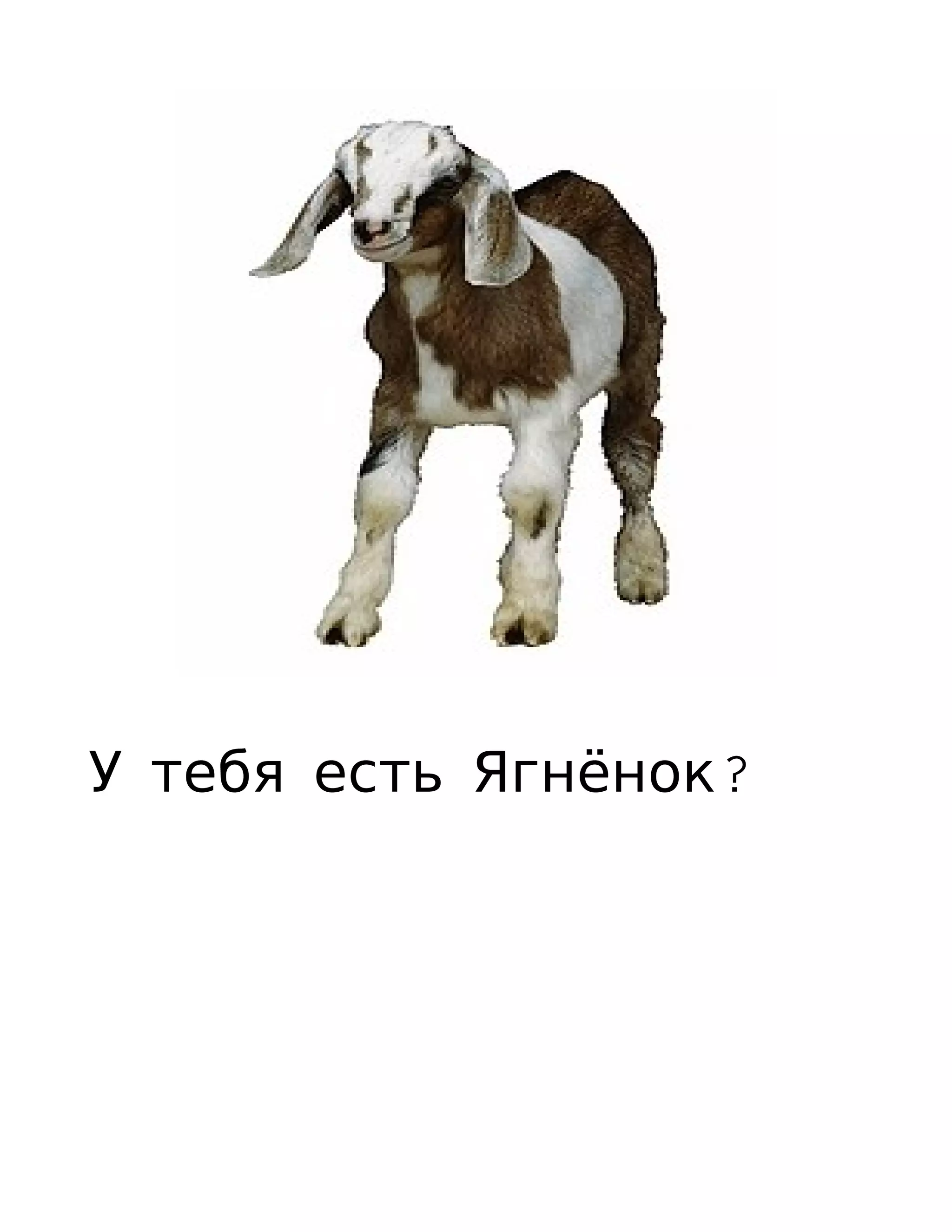У тебя есть Ягнёнок?