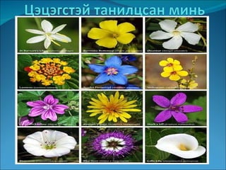тэмдэг нэр | PPT