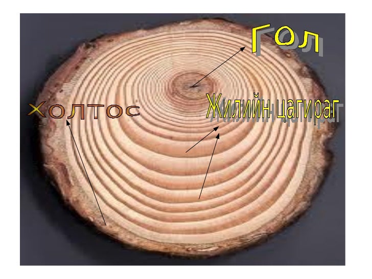 модны бүтэц