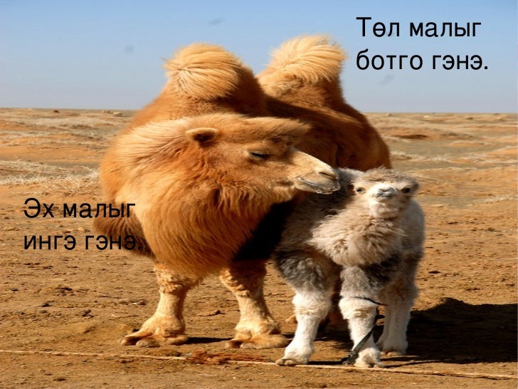 хүн орчин хичээл