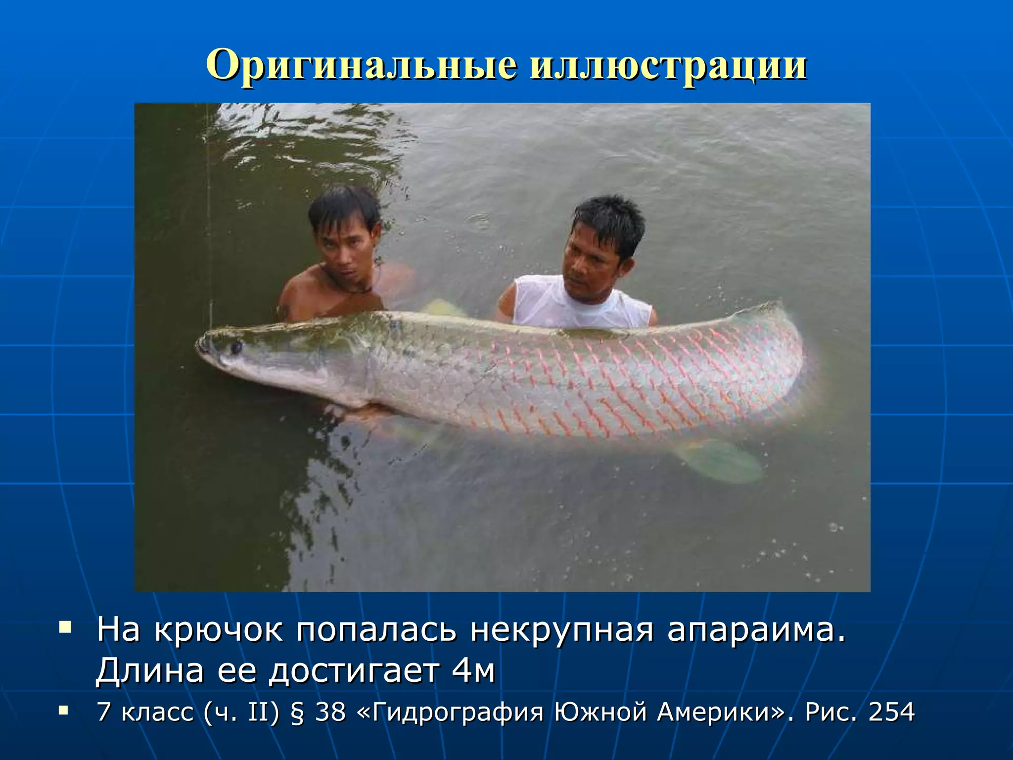 Оригинальные иллюстрации На крючок попалась некрупная апараима. Длина ее достигает 4м 7 класс (ч.  II )  §  38 «Гидрография Южной Америки». Рис. 254 