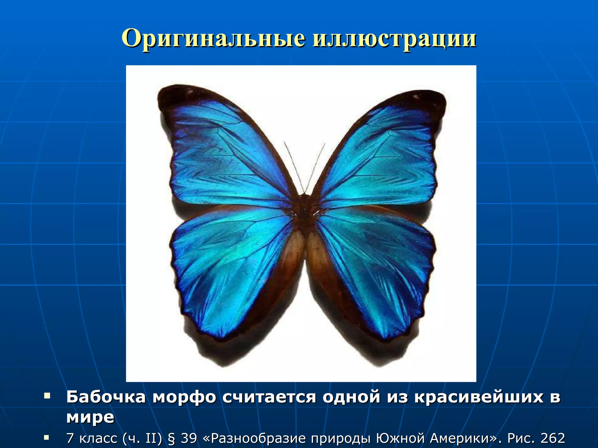 Оригинальные иллюстрации Бабочка морфо считается одной из красивейших в мире 7 класс (ч.  II )  §  39 «Разнообразие природы Южной Америки». Рис. 262 