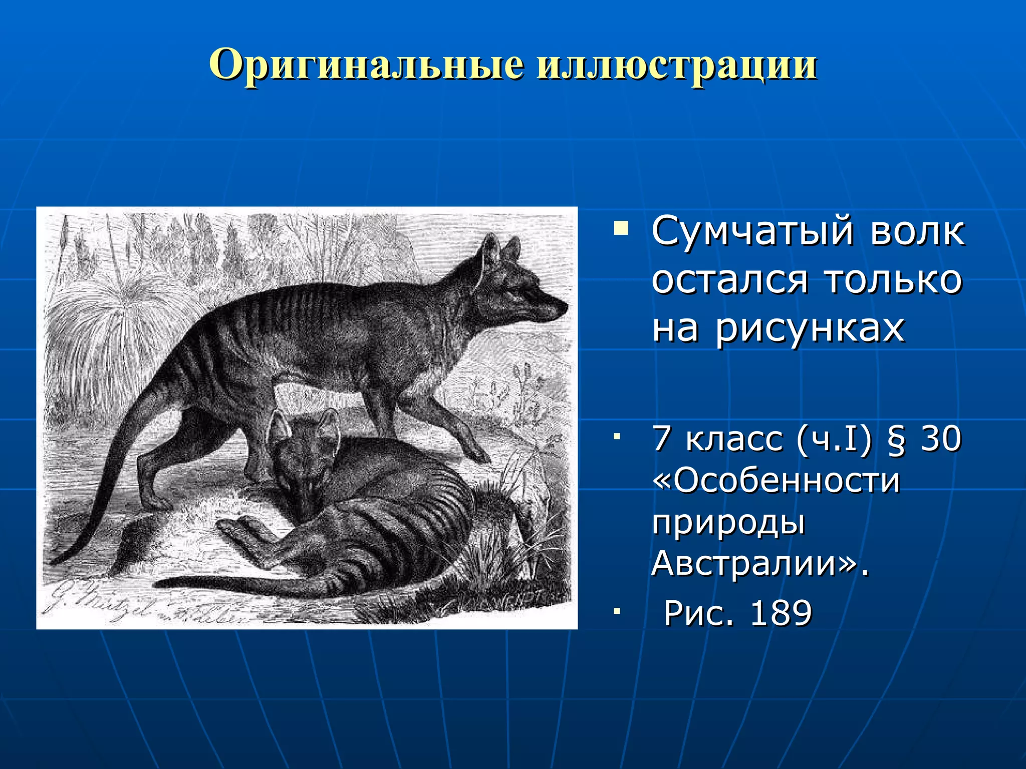 Оригинальные иллюстрации Сумчатый волк остался только на рисунках 7 класс (ч. I )  §  30 «Особенности природы Австралии». Рис. 189 