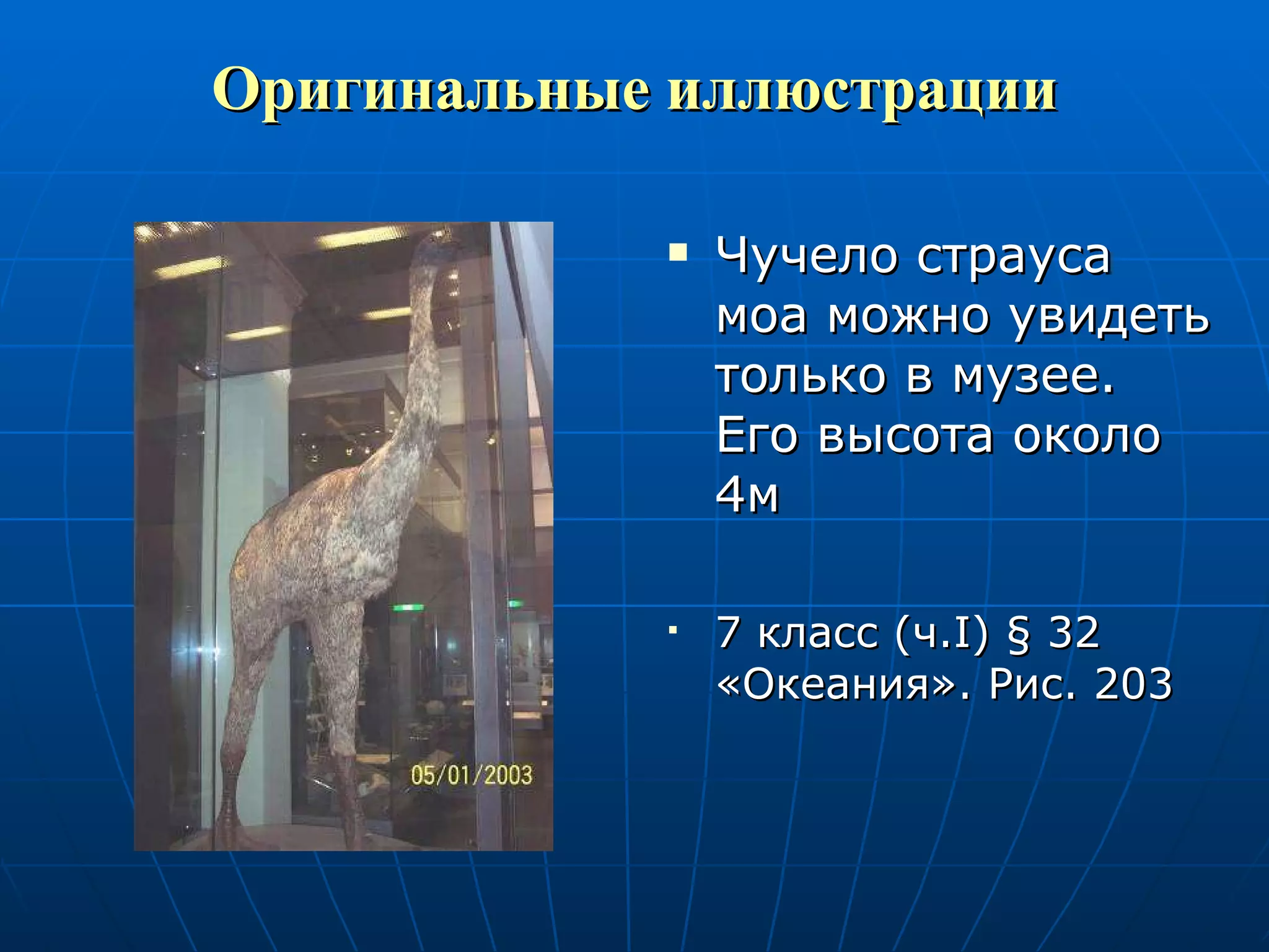 Оригинальные иллюстрации Чучело страуса моа можно увидеть только в музее. Его высота около 4м 7 класс (ч. I )  §  32 «Океания». Рис. 203 