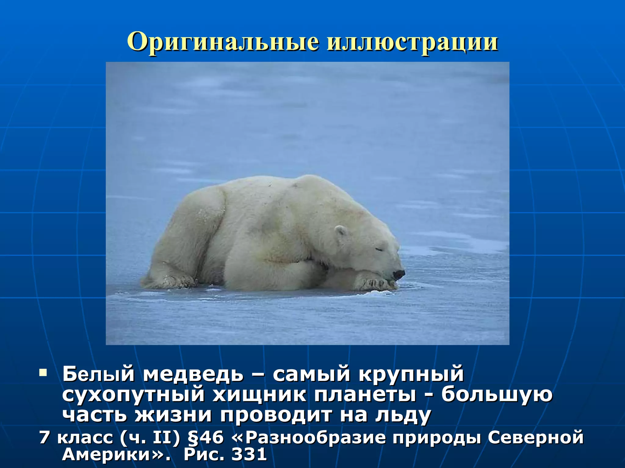 Оригинальные иллюстрации Б елы й медведь – самый крупный сухопутный хищник планеты - большую часть жизни проводит на льду 7 класс (ч.  II )  § 46 «Разнообразие природы Северной Америки».  Рис. 331 