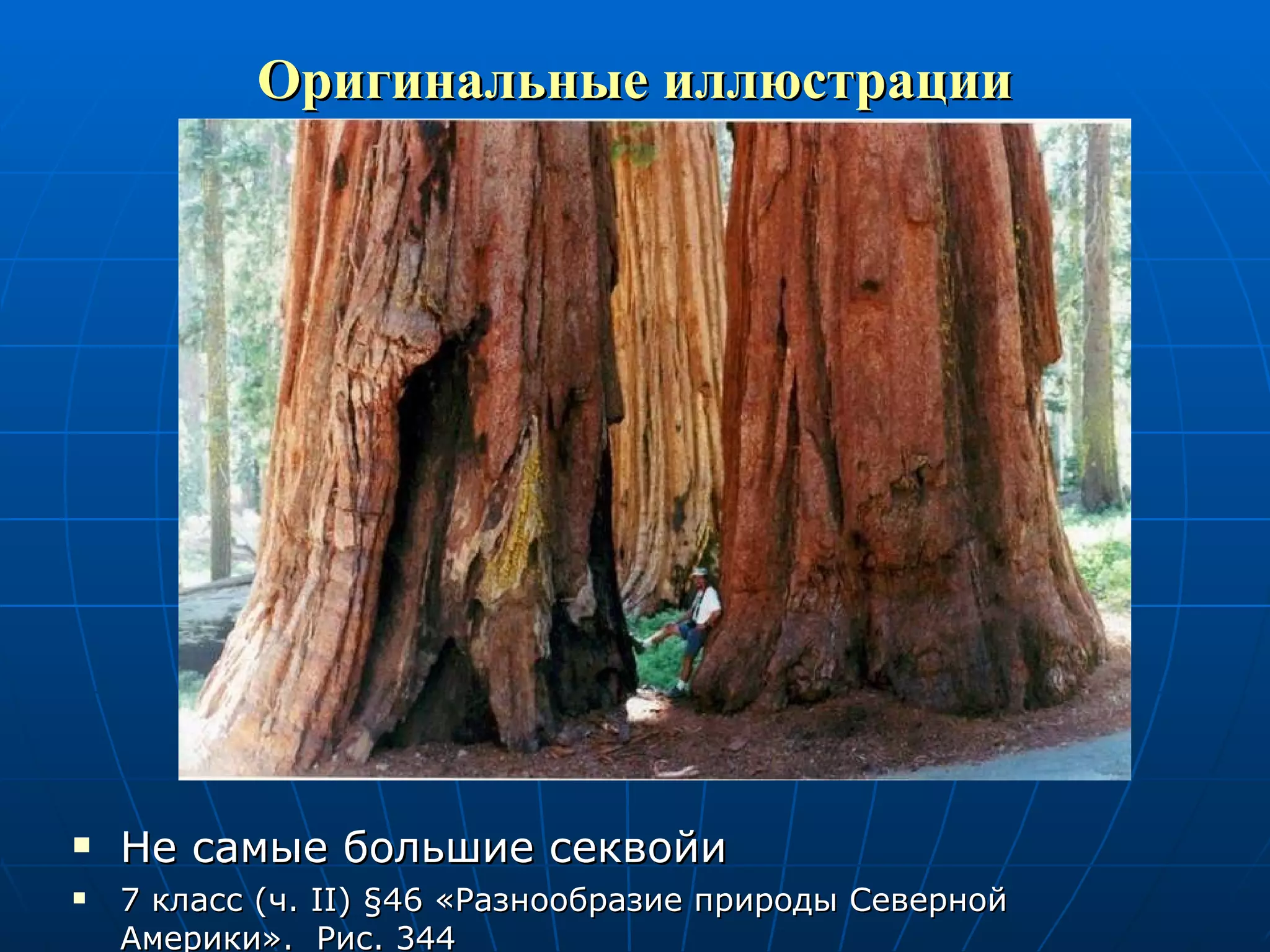 Оригинальные иллюстрации Не самые большие секвойи 7 класс (ч.  II )  § 46 «Разнообразие природы Северной Америки».  Рис. 344 