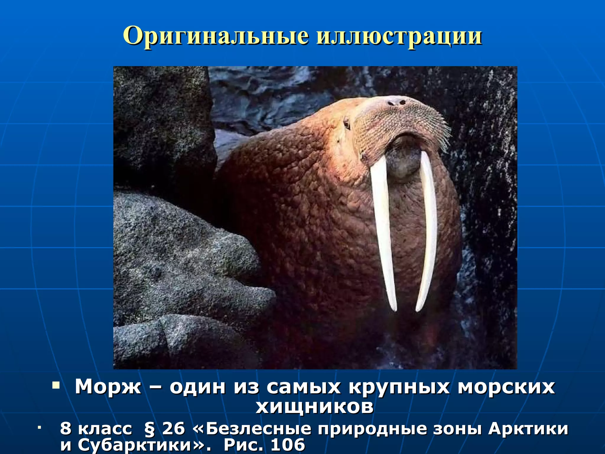 Оригинальные иллюстрации Морж – один из самых крупных морских хищников 8 класс  §  26 «Безлесные природные зоны Арктики и Субарктики».  Рис. 106 