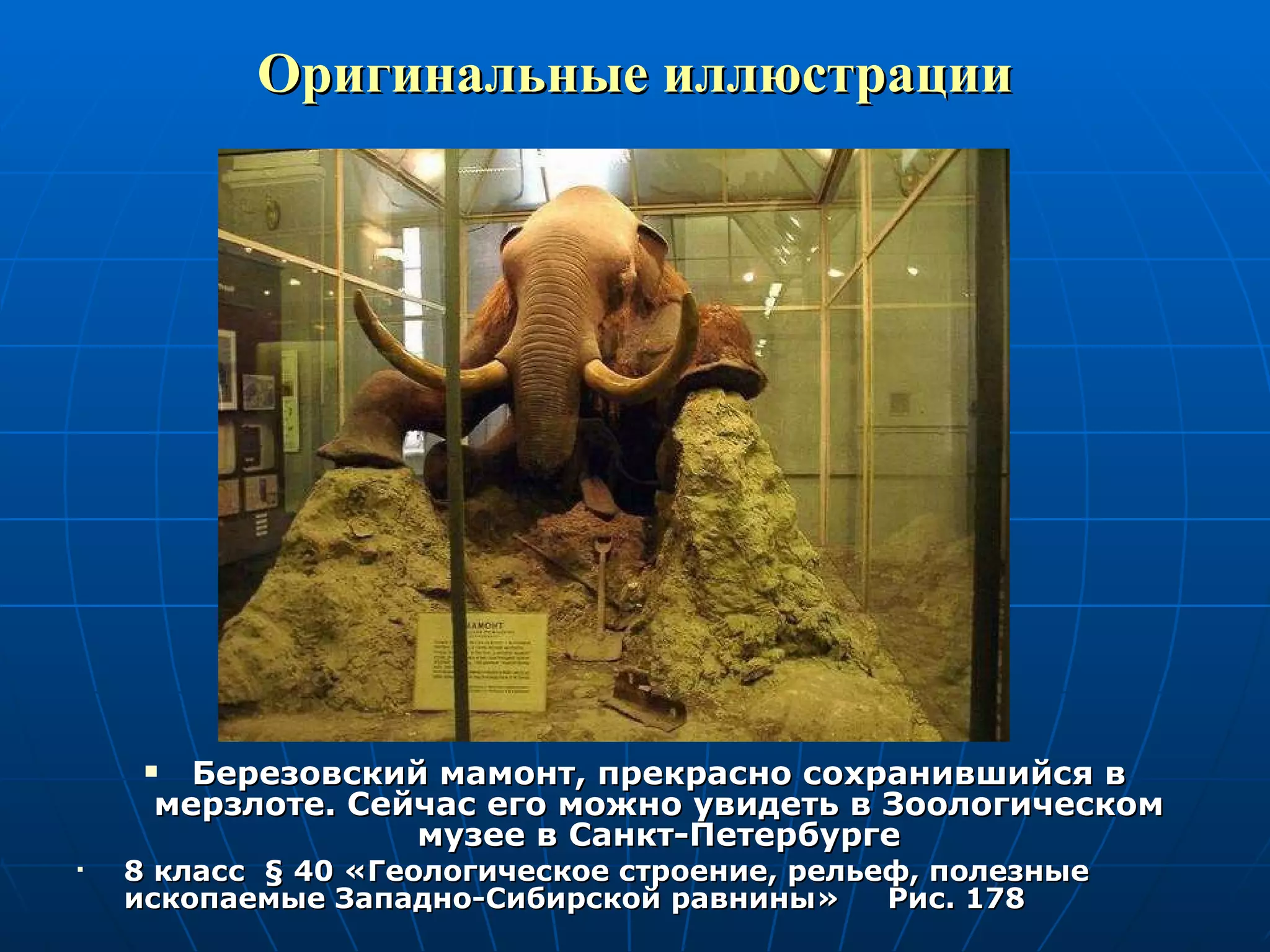 Оригинальные иллюстрации Березовский мамонт, прекрасно сохранившийся в мерзлоте. Сейчас его можно увидеть в Зоологическом музее в Санкт-Петербурге 8 класс  §  40 «Геологическое строение, рельеф, полезные ископаемые Западно-Сибирской равнины»  Рис. 178 