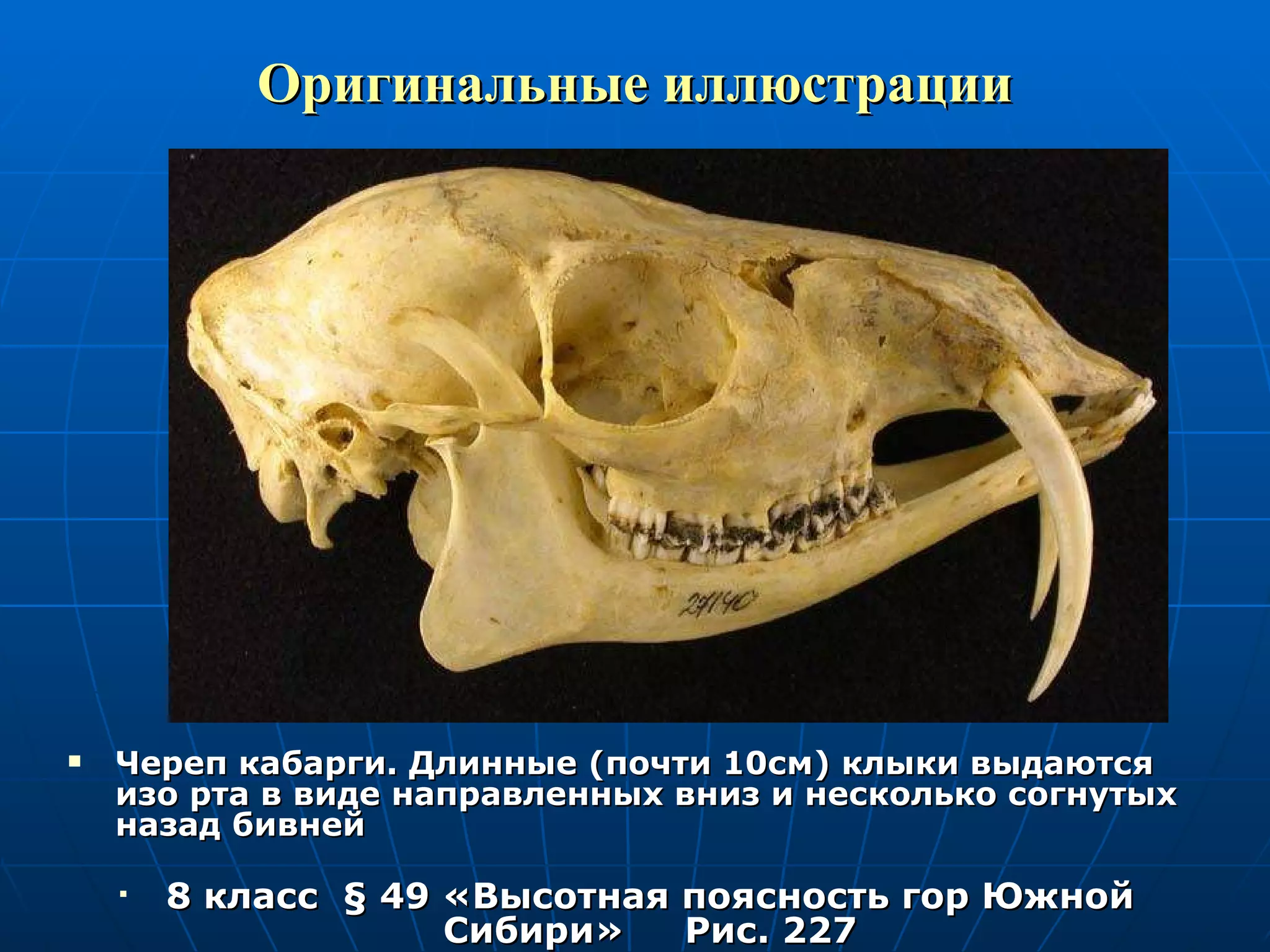 Оригинальные иллюстрации Череп кабарги. Длинные (почти 10см) клыки выдаются изо рта в виде направленных вниз и несколько согнутых назад бивней 8 класс  §  49 «Высотная поясность гор Южной Сибири»  Рис. 227 