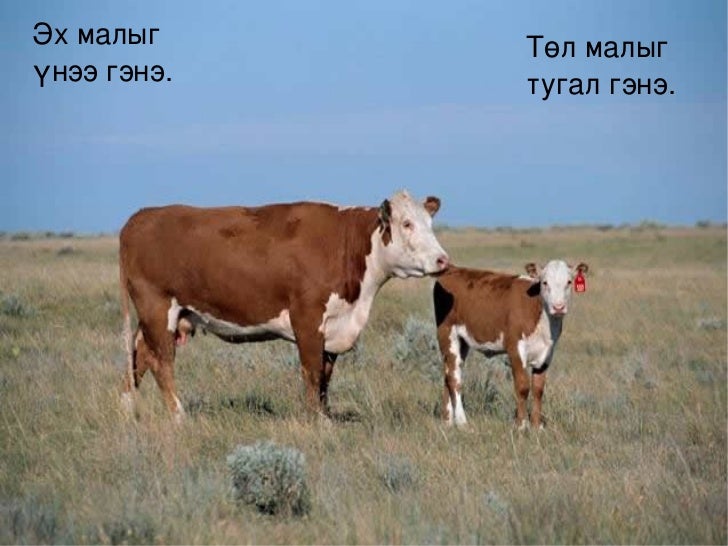 хүн орчин хичээл