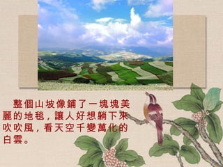 整個山坡像鋪了一塊塊美麗的地毯 , 讓人好想躺下來吹吹風 , 看天空千變萬化的白雲。 