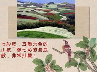 七彩波，五顏六色的山坡，像七彩的波浪般，非常壯觀！ 