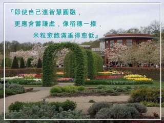 『即使自己達智慧圓融， 更應含蓄謙虛，像稻穗一樣， 米粒愈飽滿垂得愈低』 