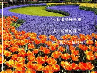 『心田要多播善種， 多一粒善的種子， 就可減少一枝雜草』 