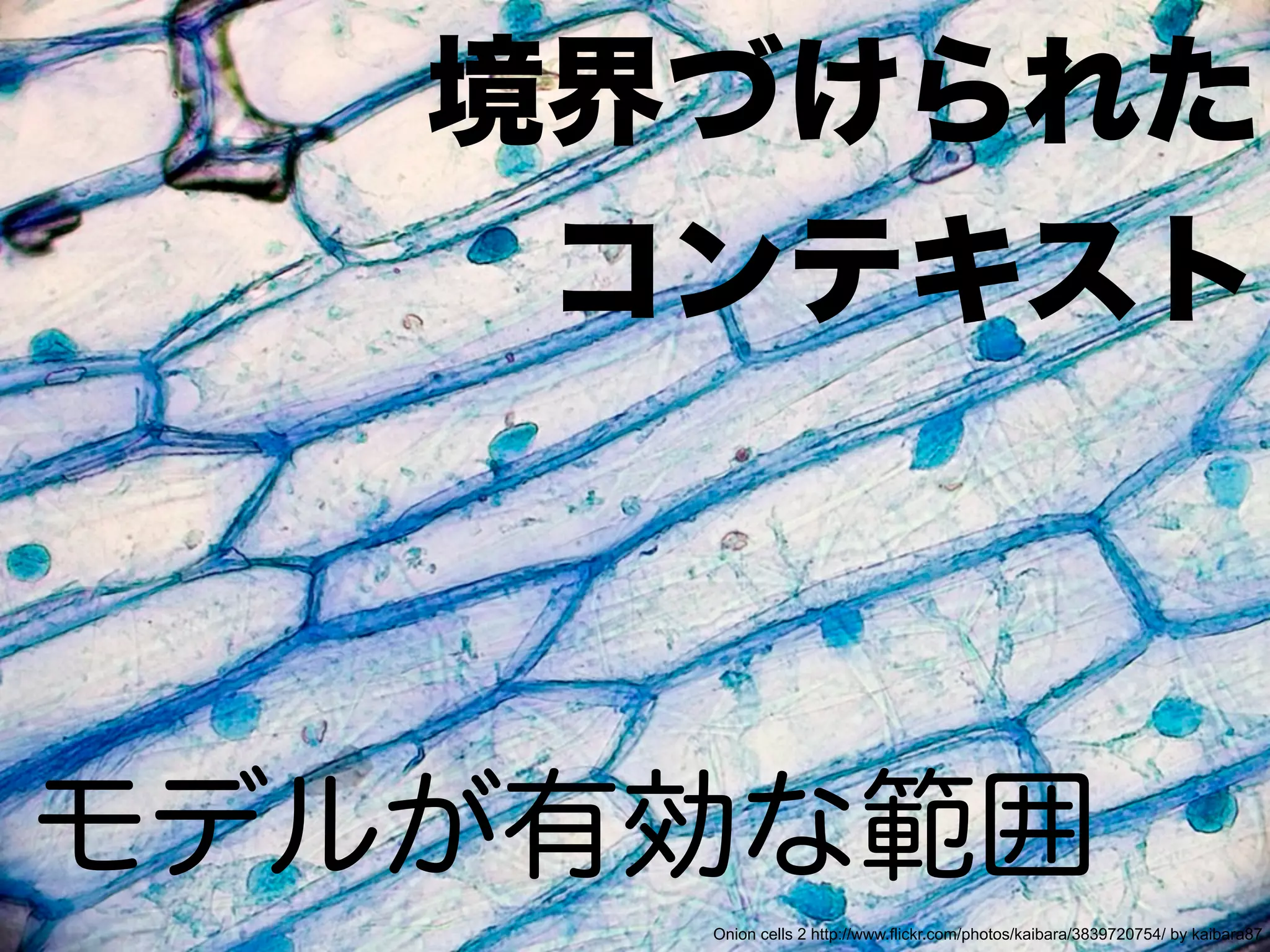 Onion cells 2 http://www.flickr.com/photos/kaibara/3839720754/ by kaibara87
 