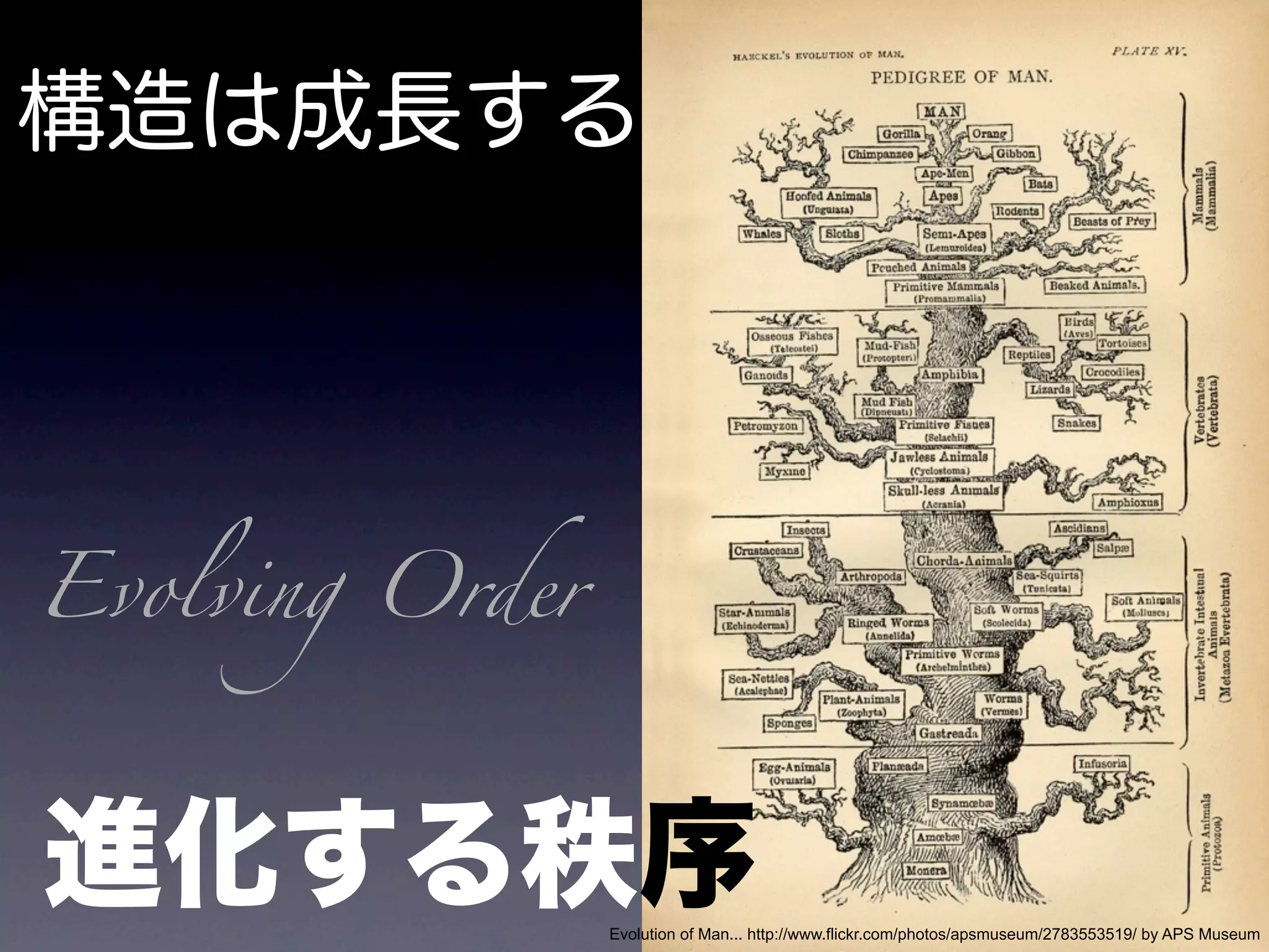 Evolving Order




                 Evolution of Man... http://www.flickr.com/photos/apsmuseum/2783553519/ by APS Museum
 
