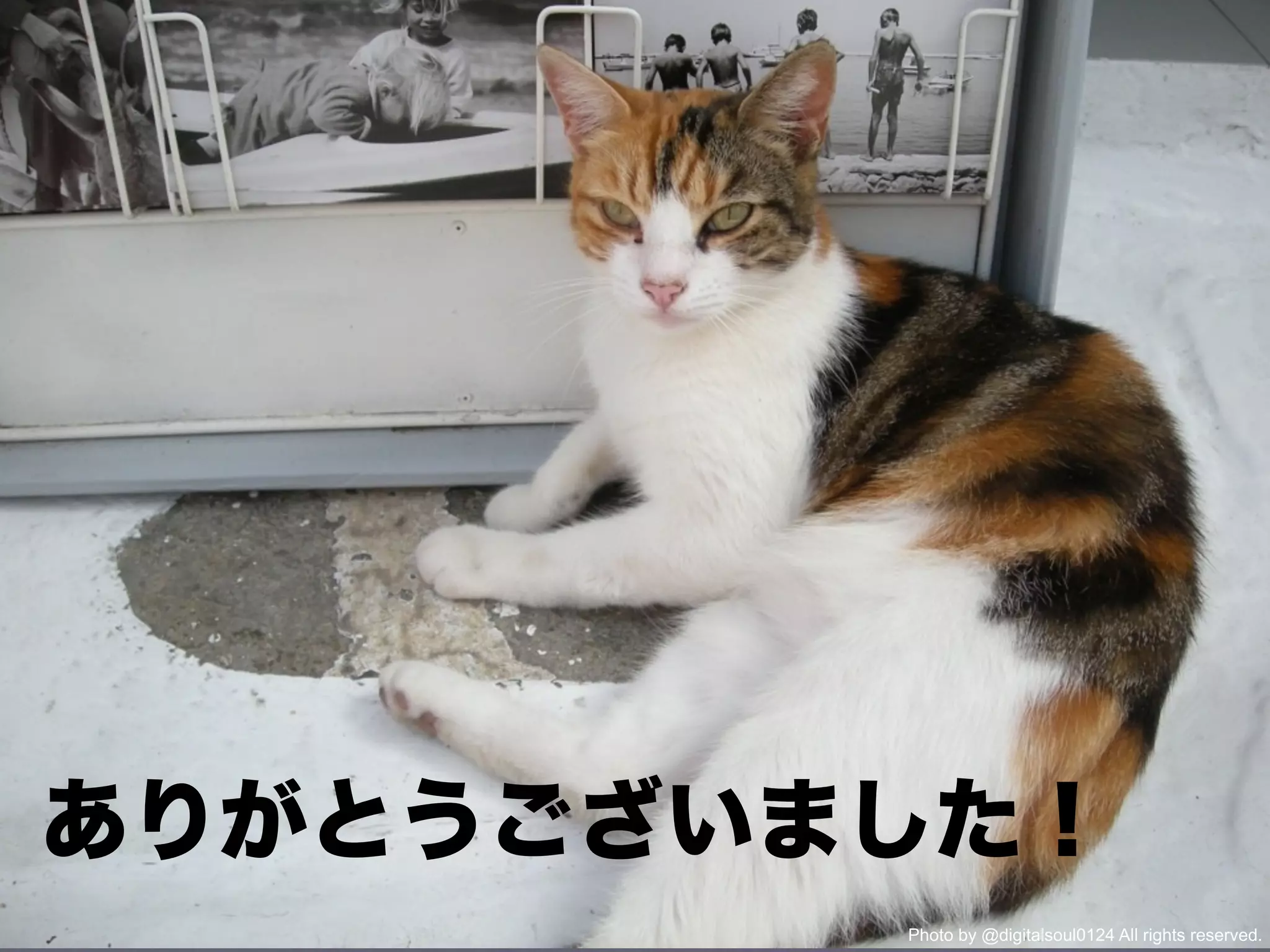 Photo by @digitalsoul0124 All rights reserved.
 