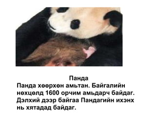 Панда  Панда хөөрхөн амьтан. Байгалийн нөхцөлд 1600 орчим амьдарч байдаг. Дэлхий дээр байгаа Пандагийн ихэнх нь хятадад байдаг.  