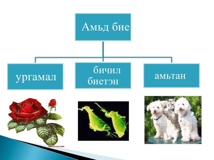 амьд бие