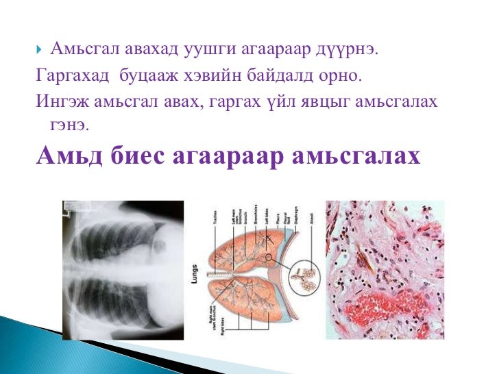 амьд бие